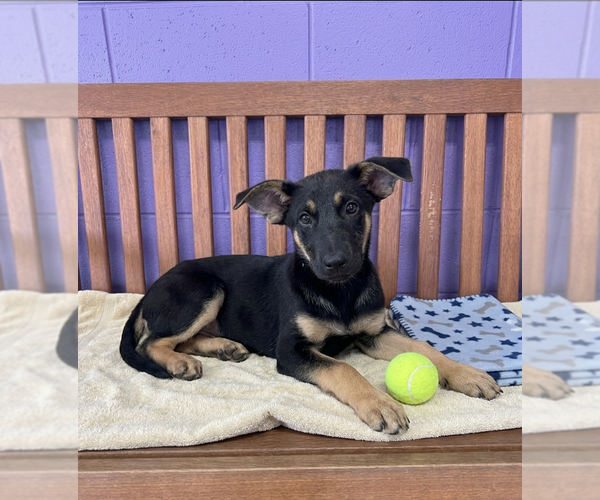 Medium Photo #1 Mutt Puppy For Sale in Genesee, WI, USA