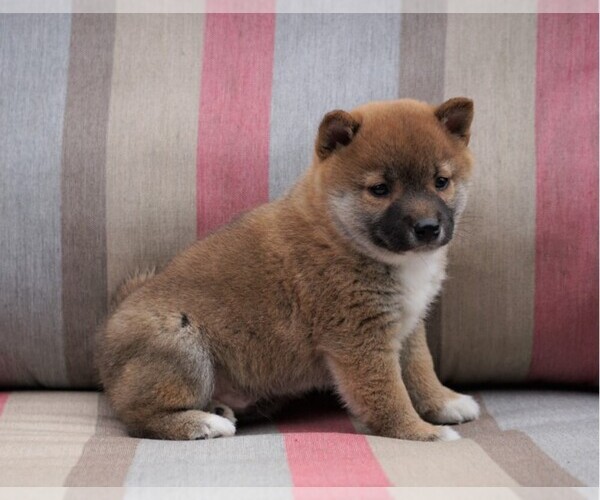 Medium Photo #1 Shiba Inu Puppy For Sale in FREDERICKSBG, OH, USA