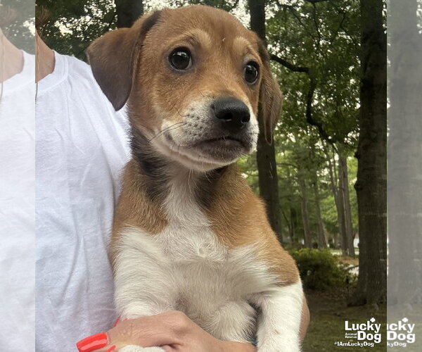 Medium Photo #3 Doxle Puppy For Sale in Washington, DC, USA