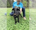 Small Photo #13 Cane Corso Puppy For Sale in RURAL HALL, NC, USA