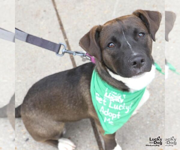 Medium Photo #10 Labrador Retriever-Unknown Mix Puppy For Sale in Washington, DC, USA