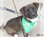 Small #9 Labrador Retriever Mix