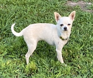 Chihuahua Puppy for sale in CASTLE HAYNE, NC, USA