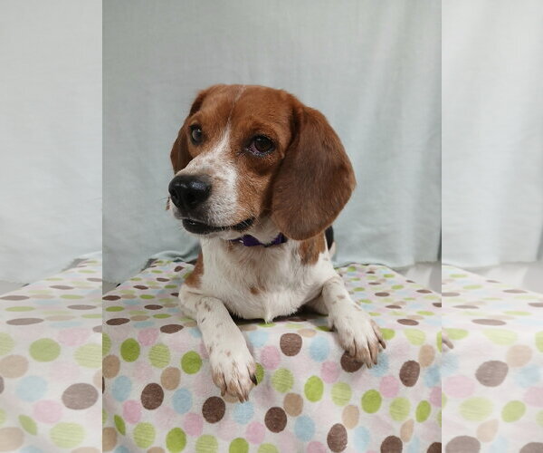 Medium Photo #3 Beagle Puppy For Sale in Murfreesboro, NC, USA