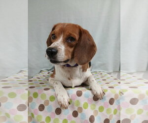 Pixie *Available Soon* - Female Beagle Dog for Adoption - Photo #3