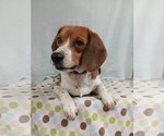 Small Photo #3 Beagle Puppy For Sale in Murfreesboro, NC, USA