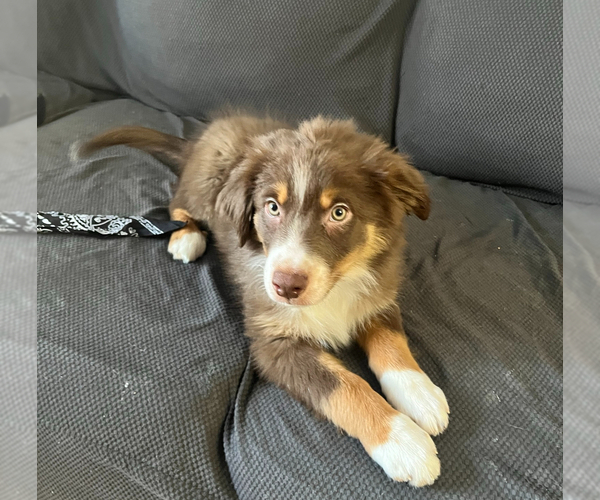 Medium Photo #1 Australian Shepherd Puppy For Sale in MILWAUKEE, WI, USA