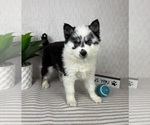 Small #1 Pomsky