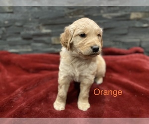 Golden Retriever Puppy for sale in ROPESVILLE, TX, USA
