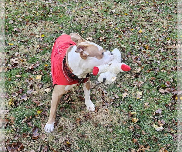 Medium Photo #7 American Pit Bull Terrier Puppy For Sale in Rockville, MD, USA