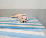 Small Photo #49 Dogo Argentino Puppy For Sale in BROOMALL, PA, USA