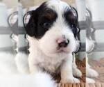 Small Photo #8 Cavapoo Puppy For Sale in CARLISLE, KY, USA