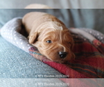 Small Photo #13 Goldendoodle Puppy For Sale in DENISON, TX, USA