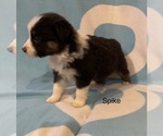 Small Photo #18 Australian Shepherd Puppy For Sale in EXETER, MO, USA