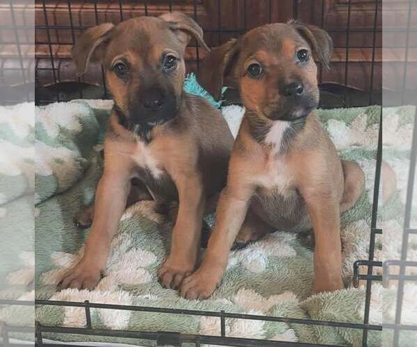 Medium Photo #2 Mutt Puppy For Sale in Newfield, NJ, USA