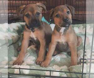 Carl - Male Mutt Dog for Adoption - Photo #2