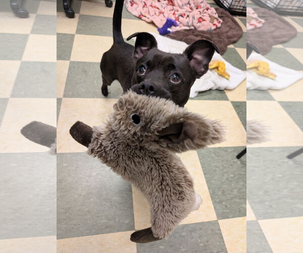 Medium Photo #20 Mutt Puppy For Sale in Philadelphia, PA, USA