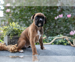Puppy Piper Boxer