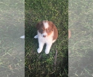 Australian Shepherd Puppy for sale in CAMP POINT, IL, USA