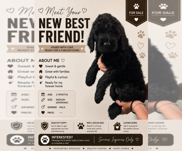 Medium Photo #1 Goldendoodle Puppy For Sale in BEND, OR, USA