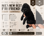 Puppy Johnny Goldendoodle