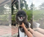 Small #3 Pomeranian