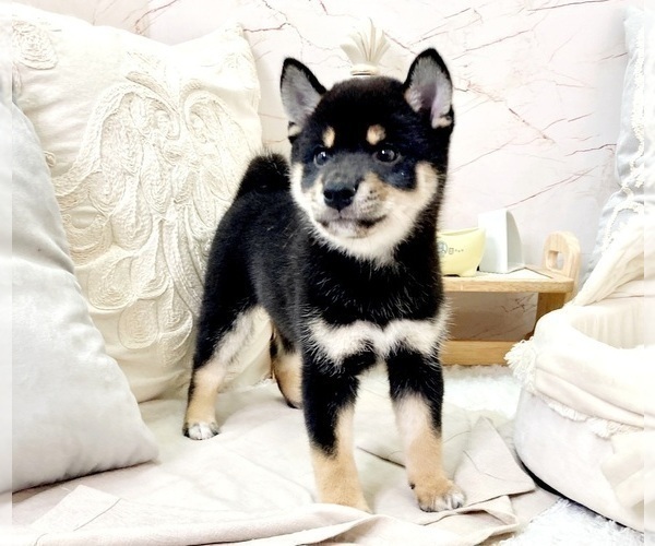 Full screen Photo #4 Shiba Inu Puppy For Sale in ROWLAND HEIGHTS, CA, USA