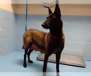 Mutt Dogs for adoption in Moreno Valley, CA, USA