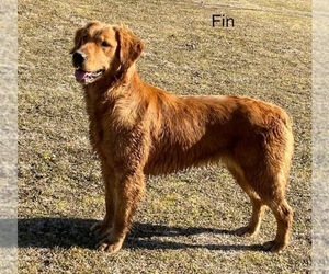 Mother of the Golden Retriever puppies born on 04/17/2025