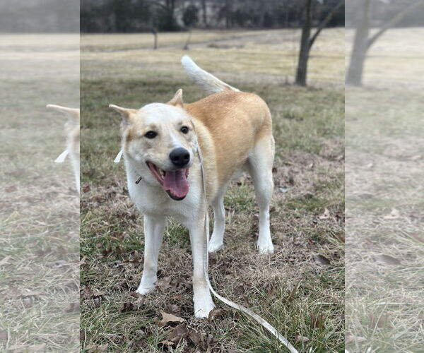 Medium Photo #4 Siberian Husky-Unknown Mix Puppy For Sale in Overland Park, KS, USA