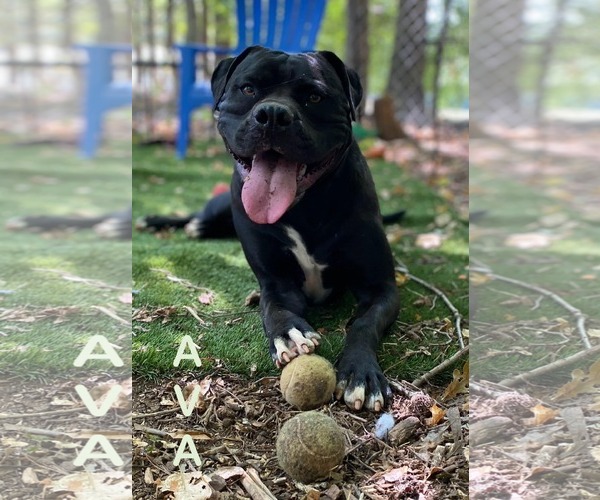 Medium Photo #1 American Bulldog-Unknown Mix Puppy For Sale in Greenville, SC, USA