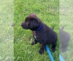 Small #5 Labrador Retriever
