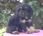 Small Photo #26 Cavapoo Puppy For Sale in THORP, WI, USA