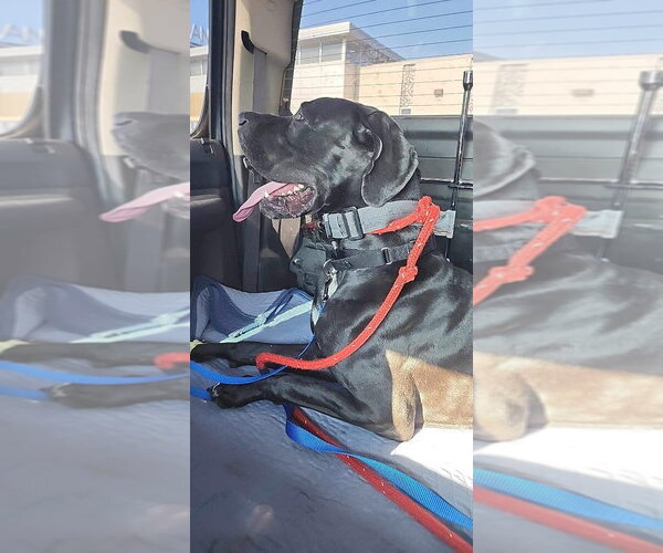 Medium Photo #3 Great Dane Puppy For Sale in Bullard, TX, USA