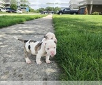 Small Photo #2 Olde Bulldog Puppy For Sale in CHICAGO HEIGHTS, IL, USA