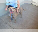 Small #2 American Staffordshire Terrier Mix