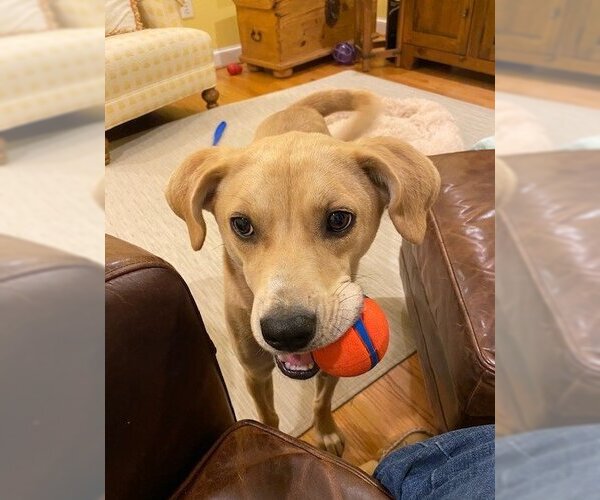Medium Photo #3 American Eskimo Dog-Boxer Mix Puppy For Sale in Stafford, VA, USA