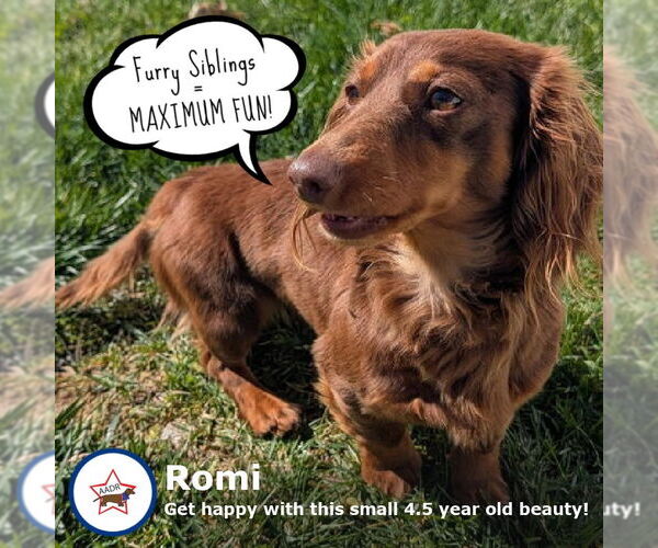 Medium Photo #2 Dachshund Puppy For Sale in Shelbyville, TN, USA