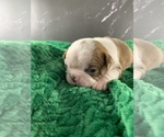 Small Photo #89 Boston Terrier Puppy For Sale in TULARE, CA, USA