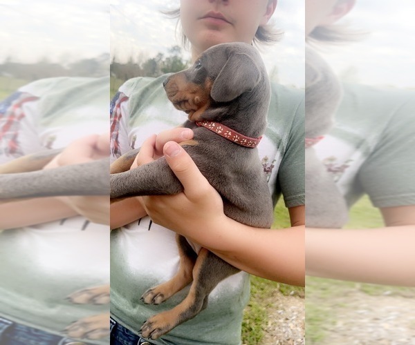 Medium Photo #7 Doberman Pinscher Puppy For Sale in CORRIGAN, TX, USA