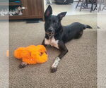 Small #2 American Pit Bull Terrier Mix