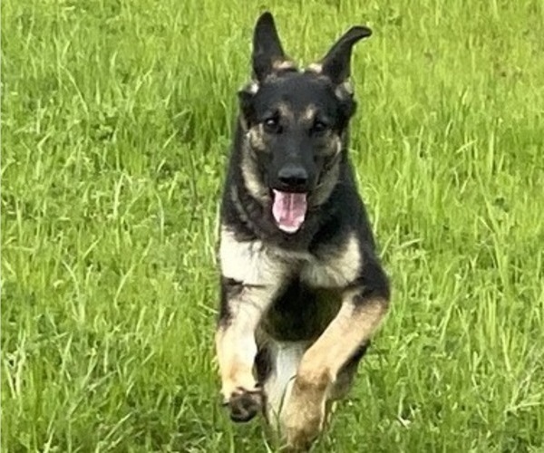 Medium Photo #8 German Shepherd Dog Puppy For Sale in SPEARSVILLE, LA, USA