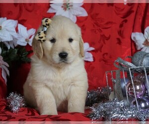 Golden Retriever Puppy for sale in FREDERICKSBG, OH, USA
