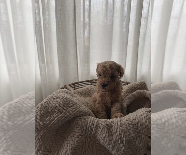 Medium Photo #1 Goldendoodle mix (+ Poodle Miniature) Puppy For Sale in NORTH LIBERTY, IN, USA