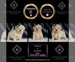Small Photo #16 Maltipoo (Miniature) Puppy For Sale in WARSAW, IN, USA