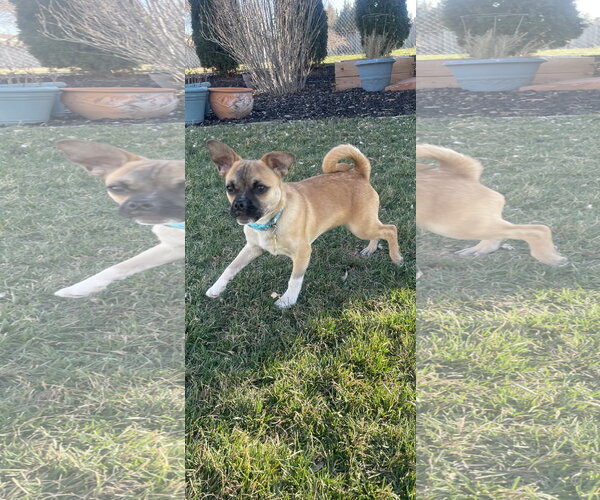 Medium Photo #3 Chug Puppy For Sale in Sandy, UT, USA