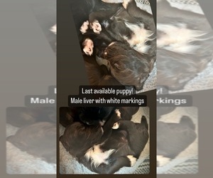 English Cocker Spaniel Puppy for sale in GILMAN, WI, USA