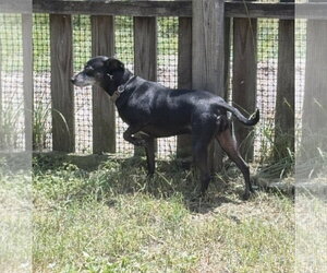 Bella Beauty - Female Italian Greyhound-Unknown Mix Dog for Adoption - Photo #3