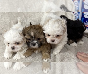 Shih Tzu Puppy for sale in XENIA, OH, USA