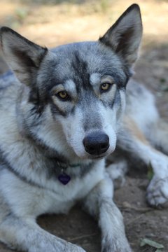Medium Photo #1 Wolf Hybrid Puppy For Sale in YELM, WA, USA